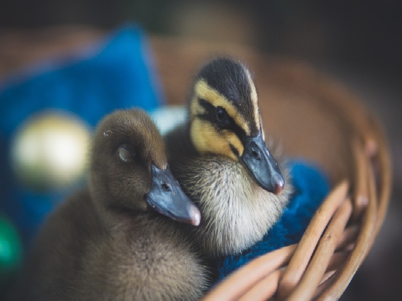 试管移植啥感觉超声影响试管吗珠江新城妇儿试管